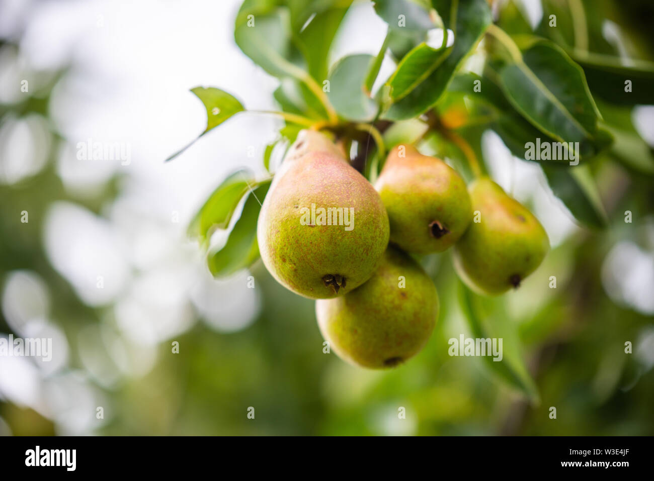 Almost ripe pears grow on a pear tree Stock Photo