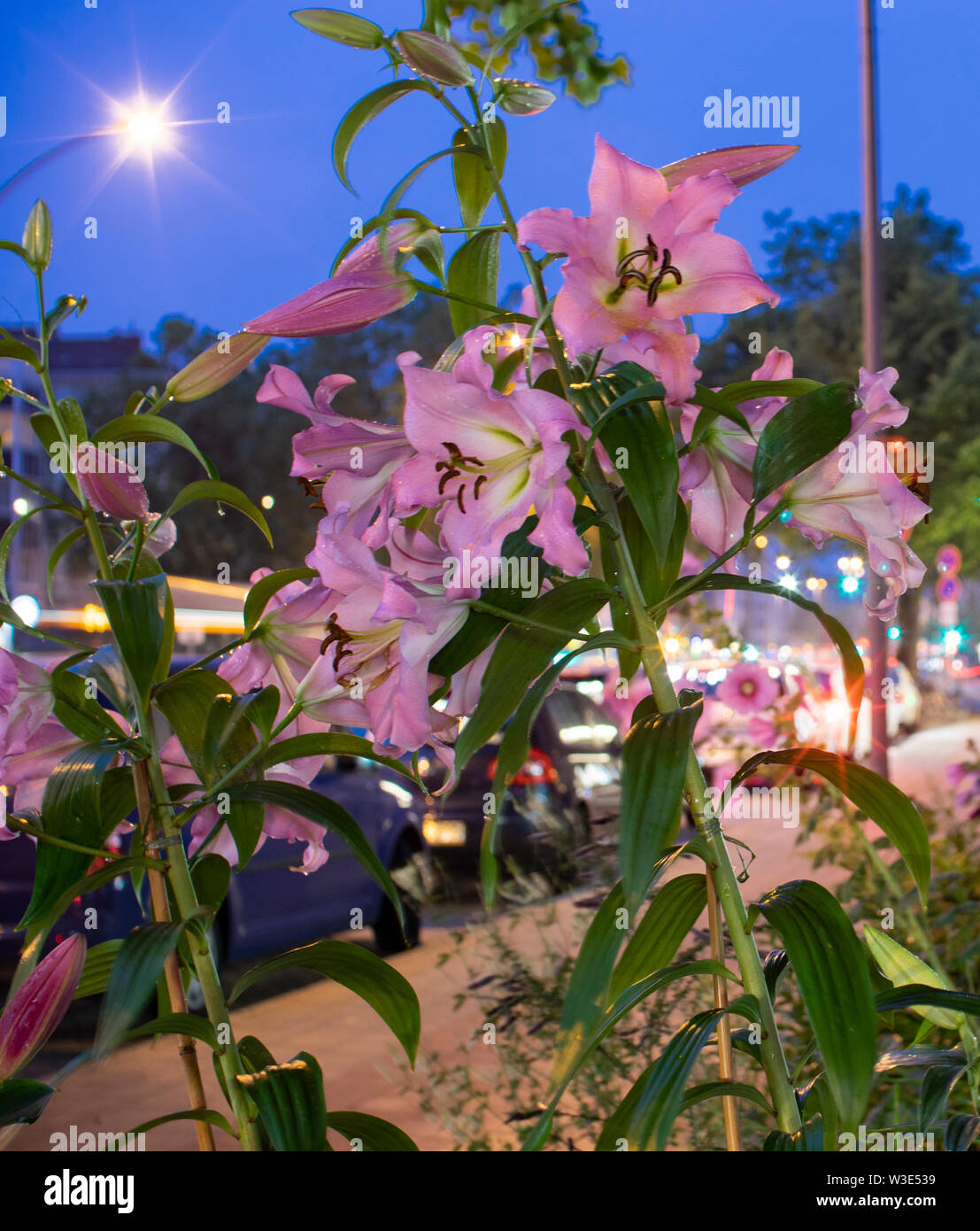 wet pink lilies night after rain urban blue hour Stock Photo