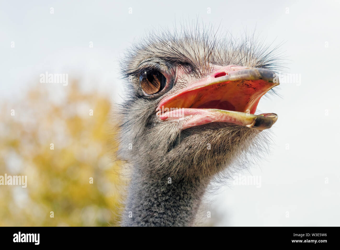 Ostrich Close up portrait, Close up ostrich head (Struthio camelus) Stock Photo