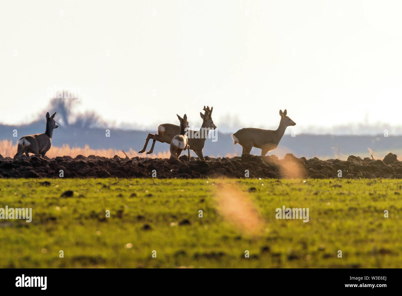 Dominant roe deer hi-res stock photography and images - Alamy