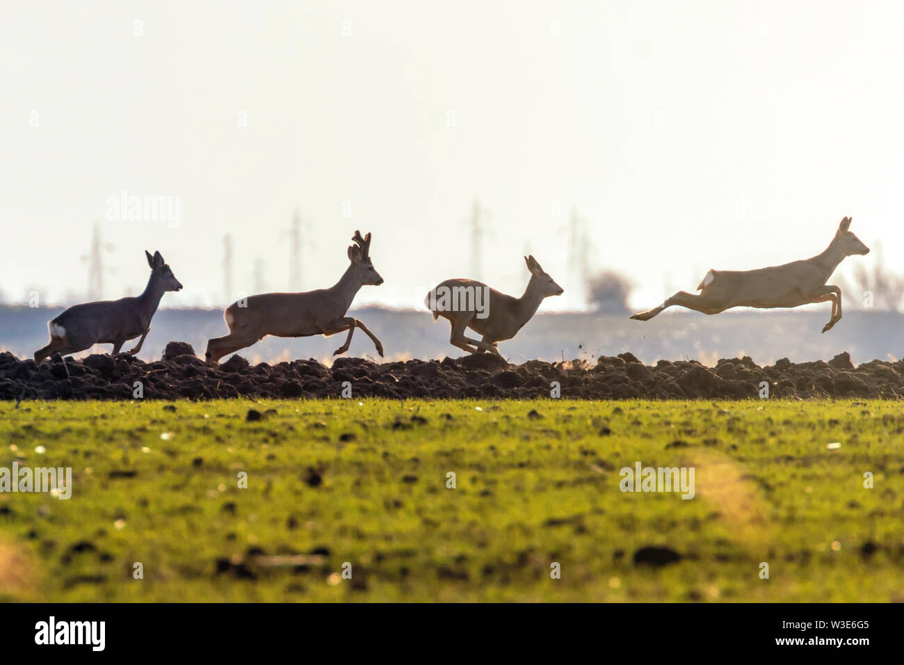 Roe deer spring hi-res stock photography and images - Alamy
