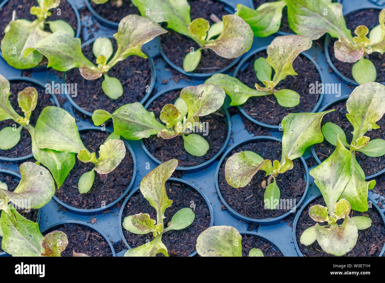 Lettuce Hydroponic farm. Lettuce Sprouts. Green Young Lettuce Plants. Lettuce seedlings. Spring