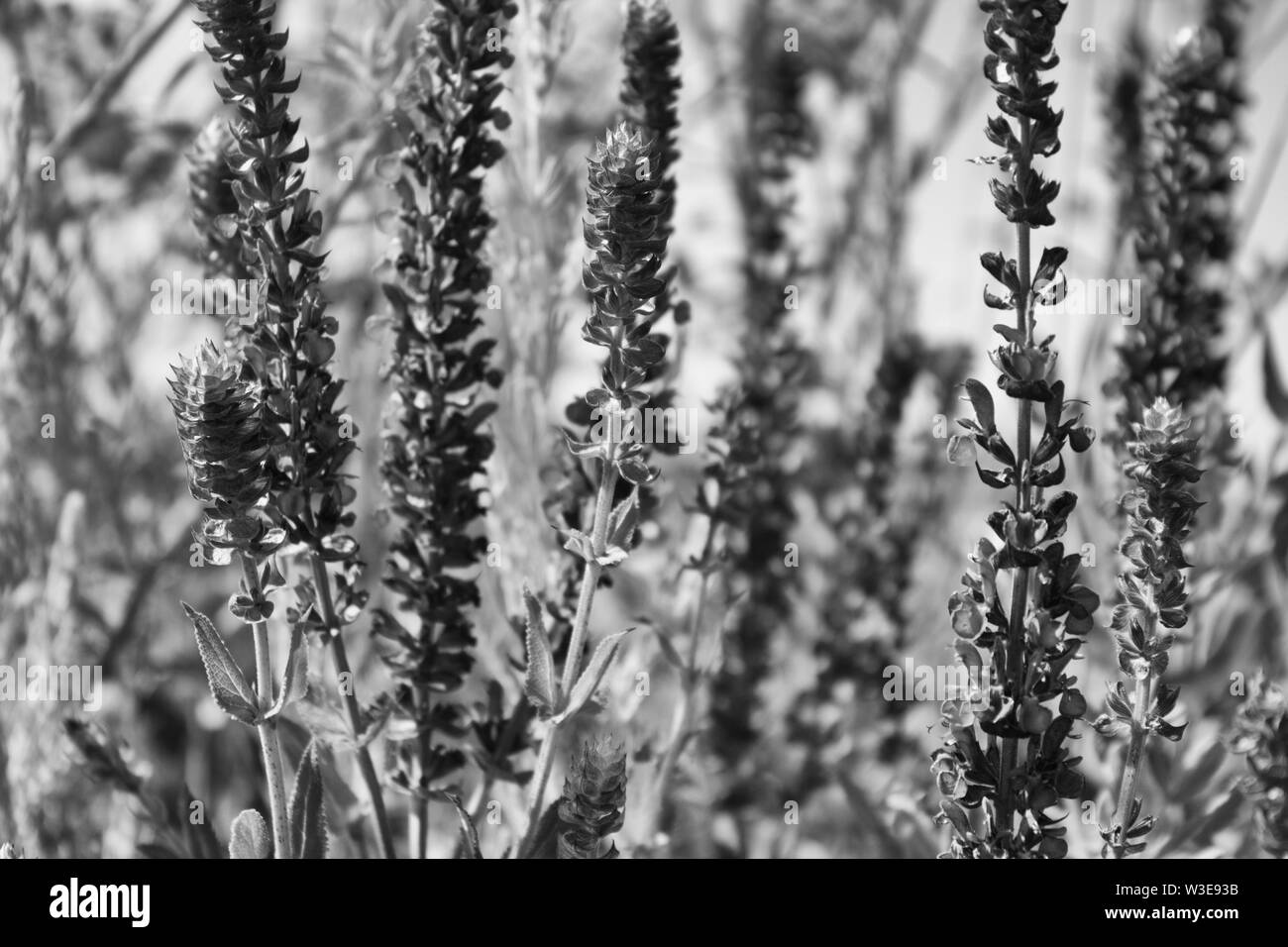 Salvia pratensis.  Meadow clary .  Meadow sage. Monochrome. Stock Photo