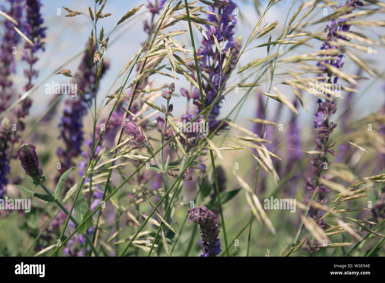 Milium effusum and Salvia pratensis. Honey plants. Nature background. Copy space. Stock Photo