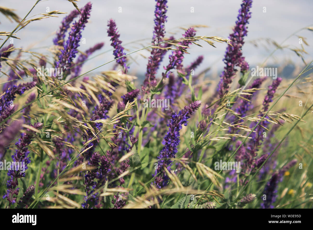 Milium effusum and Salvia pratensis. Honey plants. Beautiful nature background. Copy space. Stock Photo