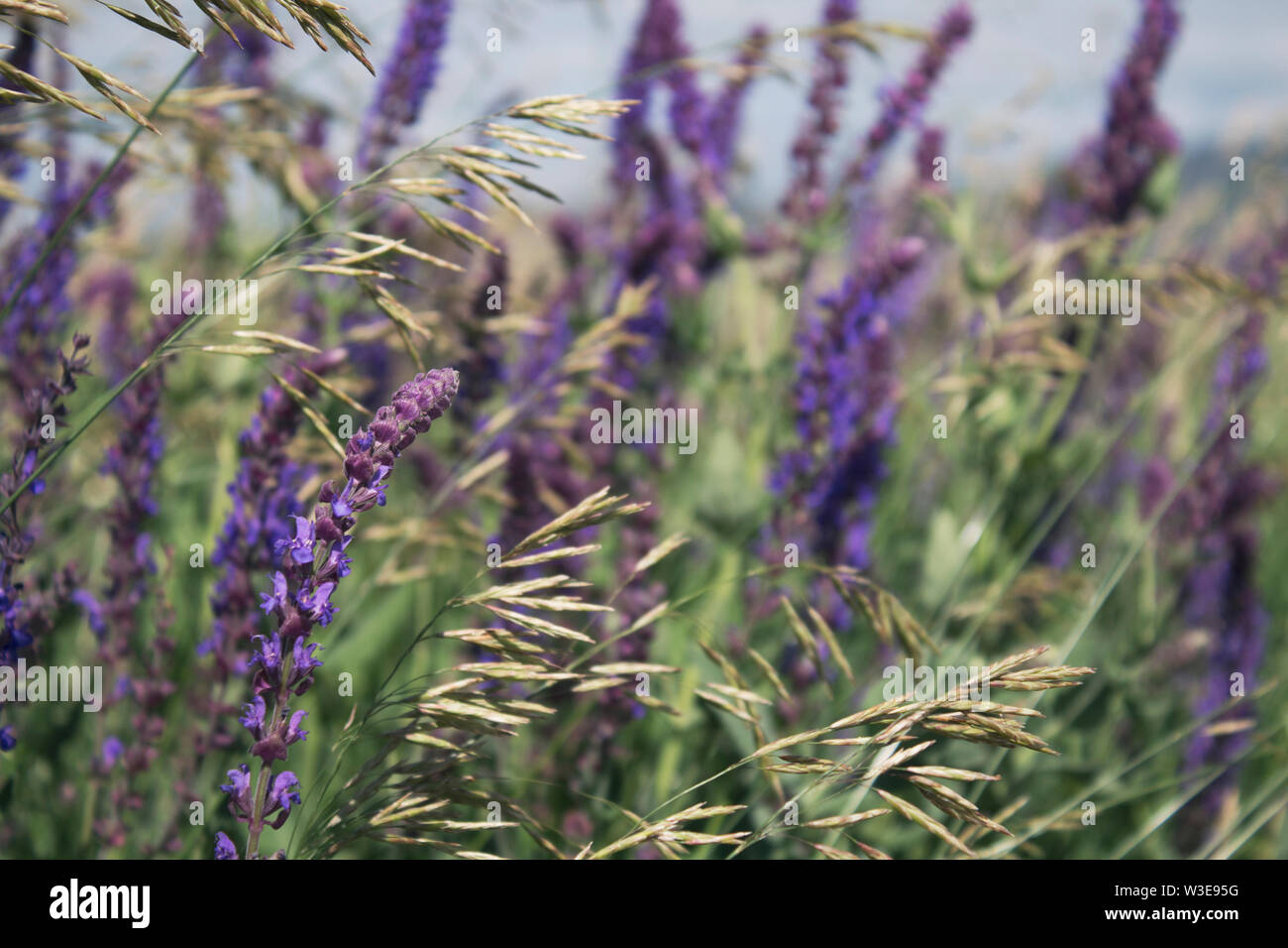 Milium effusum and Salvia pratensis. Honey plants. Selective focus. Copy space. Stock Photo