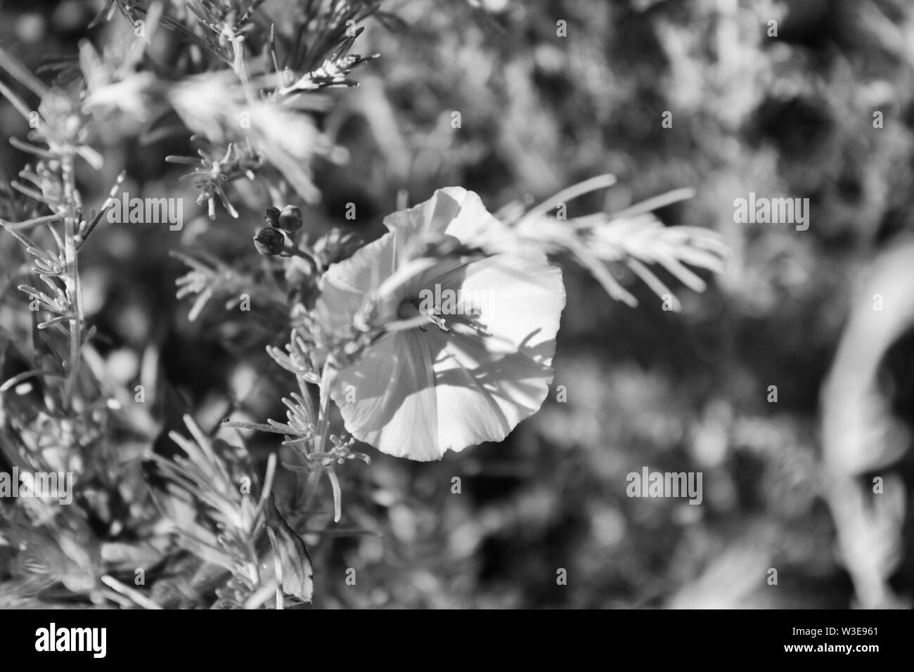 Convolvulus arvensis. Field bindweed. Meadow plant. Monochrome. Stock Photo