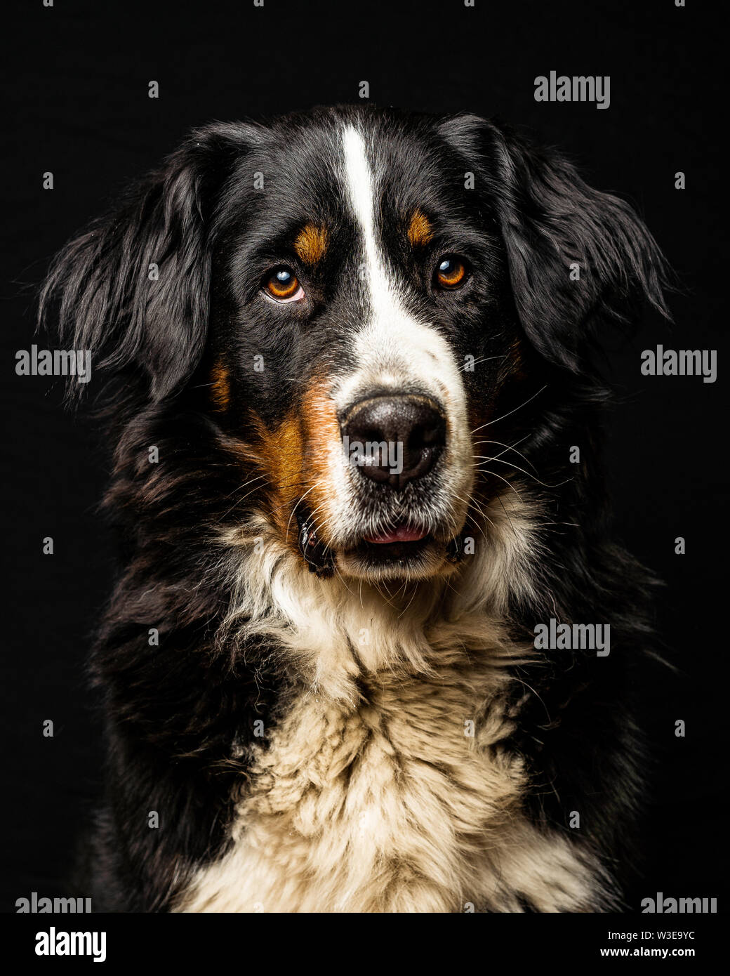 Studio portrait of a bernese mountain dog in front of a black background. The focus is on the dog's eyes. Stock Photo