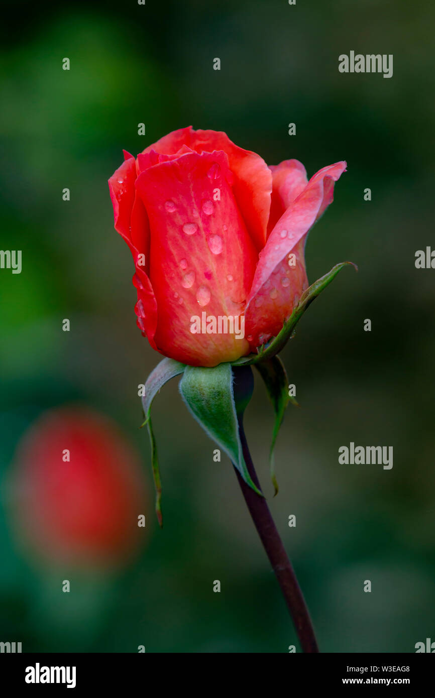 Red Rose bud opening up, Northampton, Uk Stock Photo Alamy