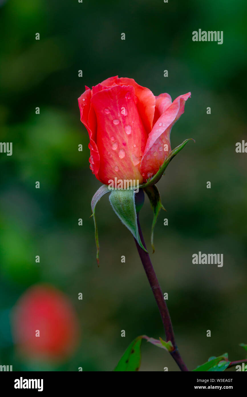 Red rose bud opening hires stock photography and images Alamy