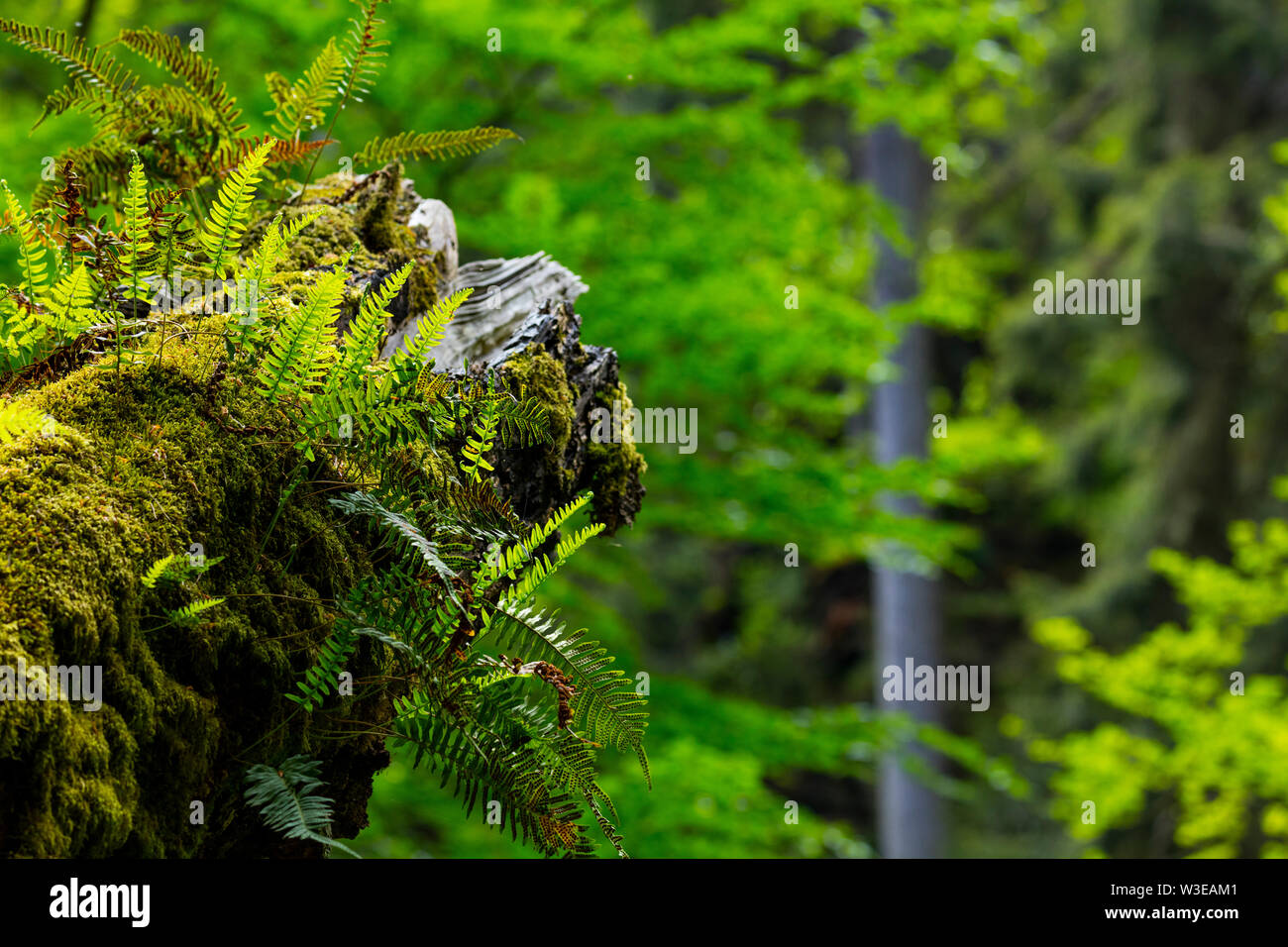 Forest, Kamenice River, Bohemian Switzerland National Park, Czech