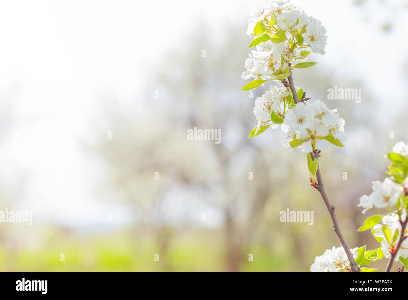 Cherry blossoms over blurred nature background Stock Photo - Alamy
