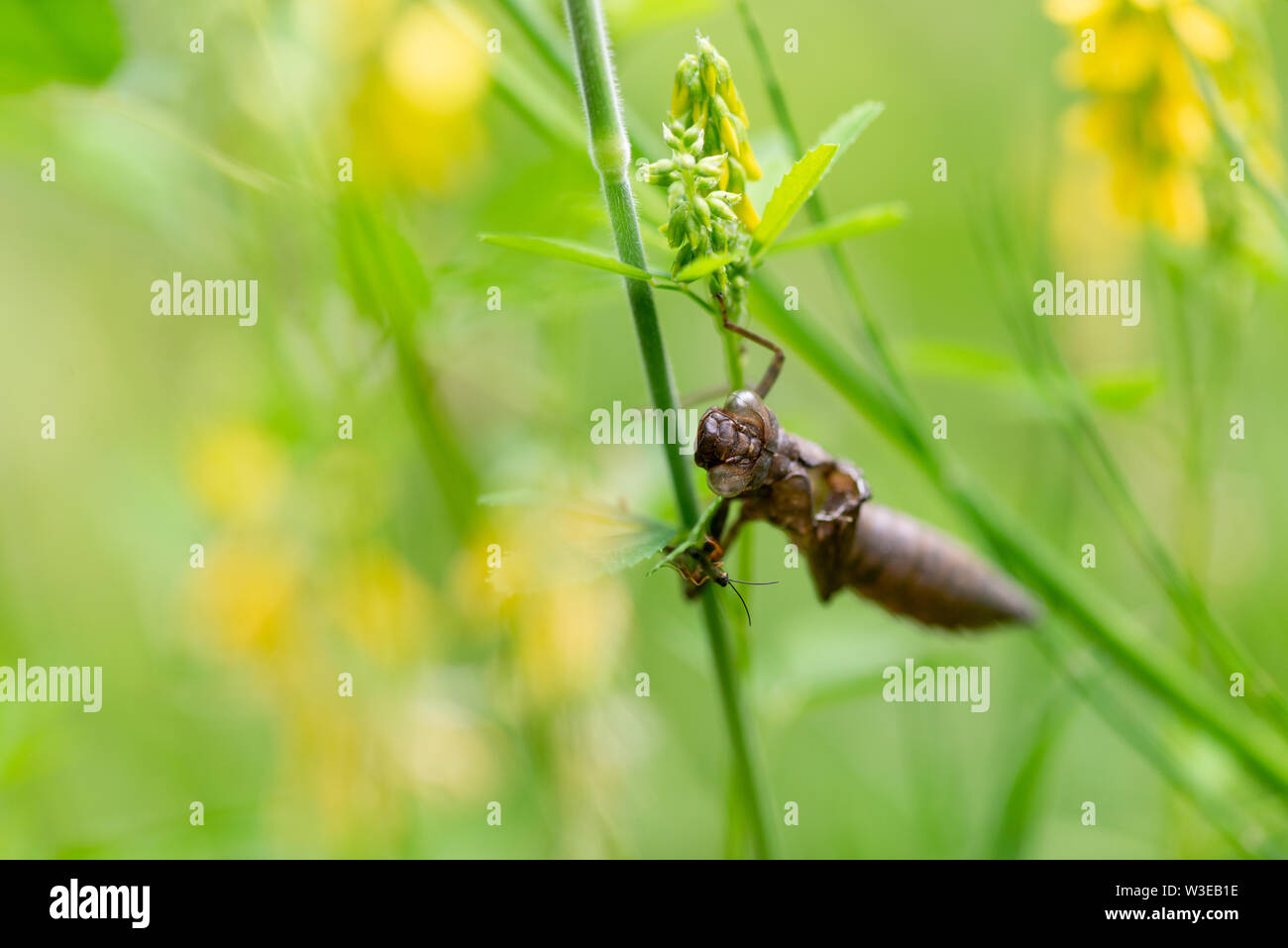 Empty dragonfly laval case Stock Photo