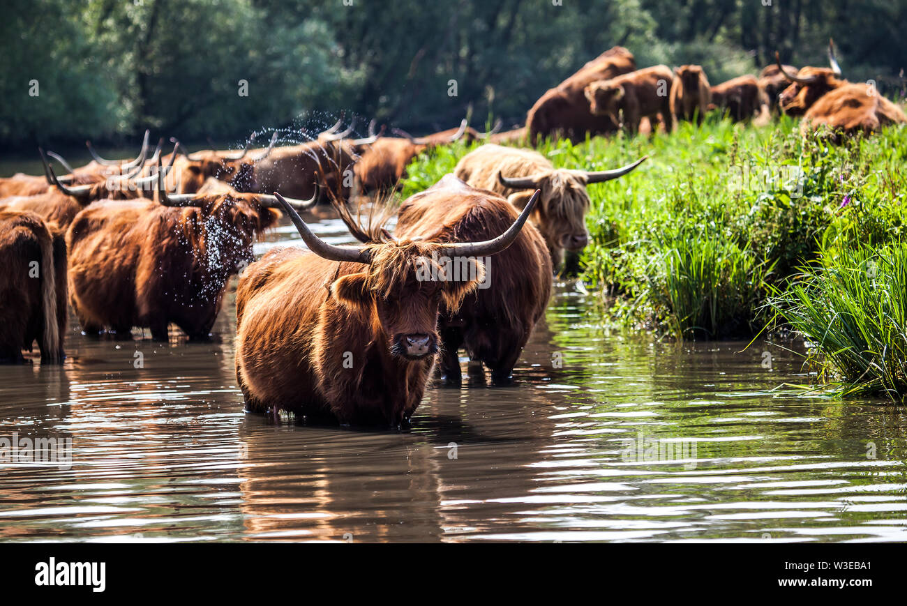 Cattle of Highland Cows standing in the waters of the Biesbosch Stock ...