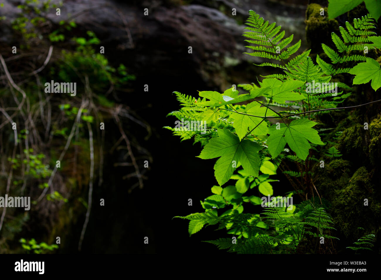 Forest, Kamenice River, Bohemian Switzerland National Park, Czech