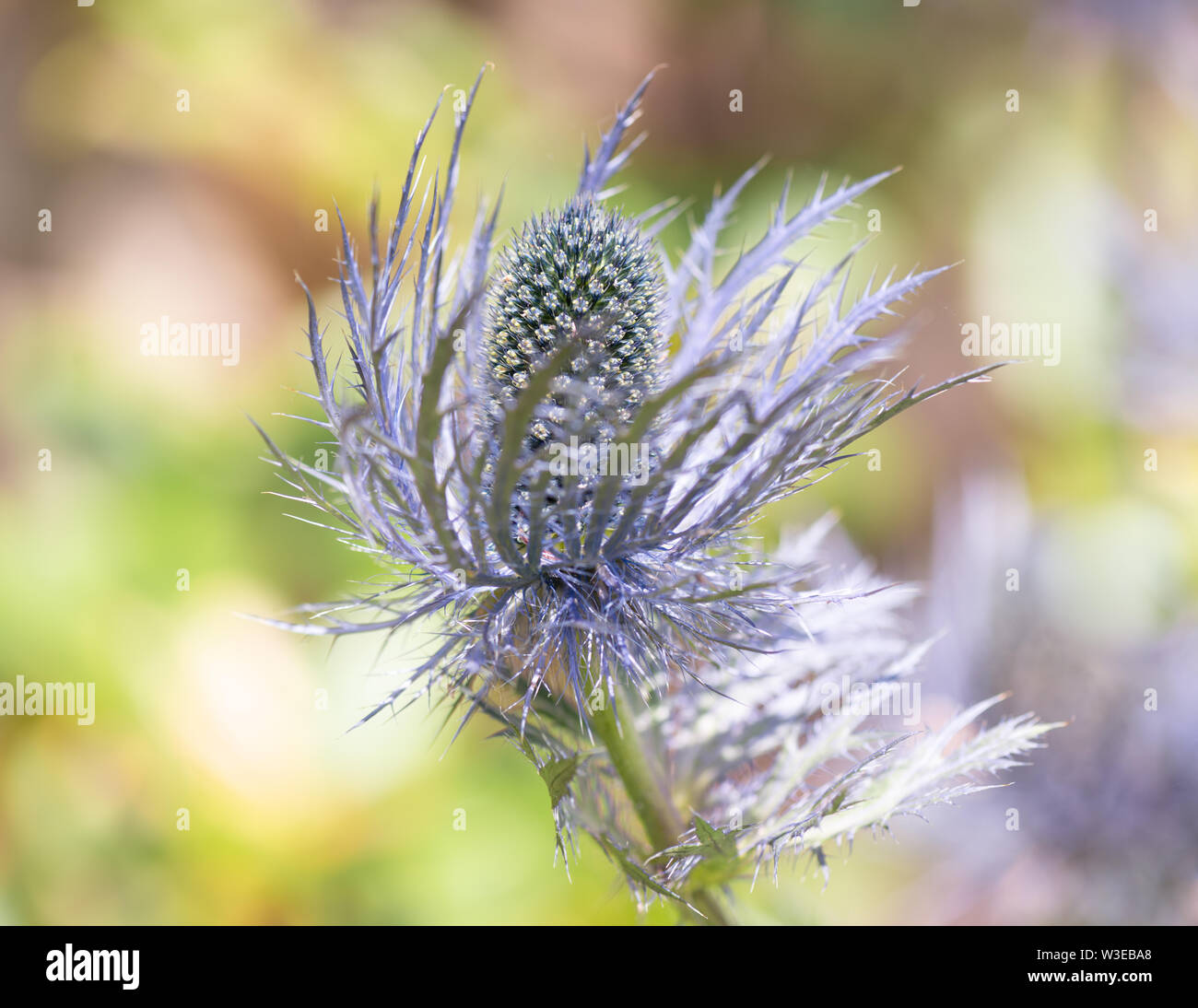 Eryngium 'Sapphire Blue' Flower Stock Photo Alamy