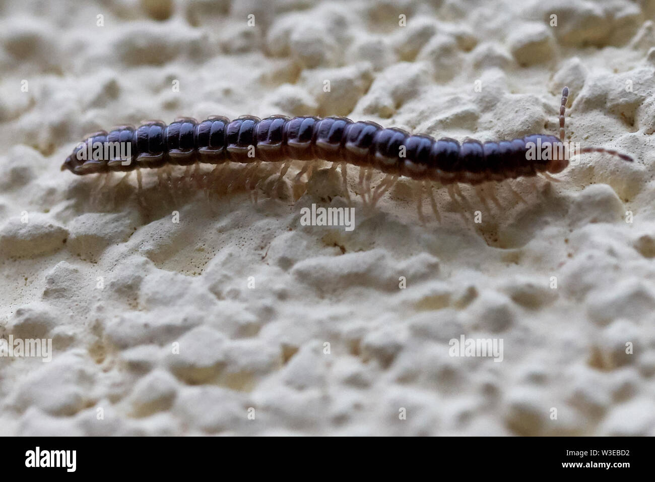 Melsbach, Germany. 15th July, 2019. A centipede crawls over a house ...