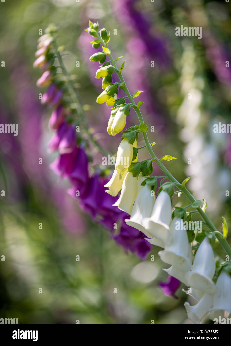 Foxglove plants hi-res stock photography and images - Alamy