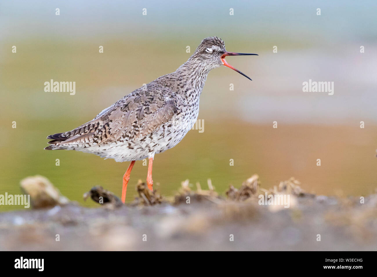 Redshank (Tringa totanus), side view of an adult standing on the ground, Campania, Italy Stock Photo