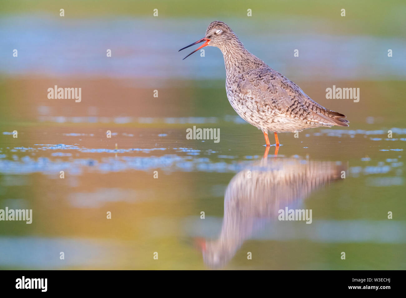Redshank (Tringa totanus), side view of an adult standing in the water, Campania, Italy Stock Photo