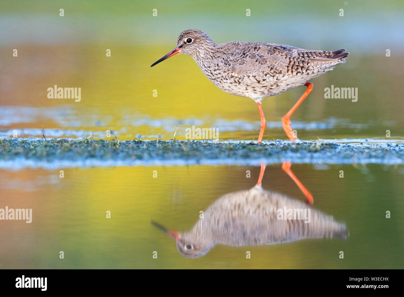 Redshank (Tringa totanus), side view of an adult male walking in a swamp, Campania, Italy Stock Photo