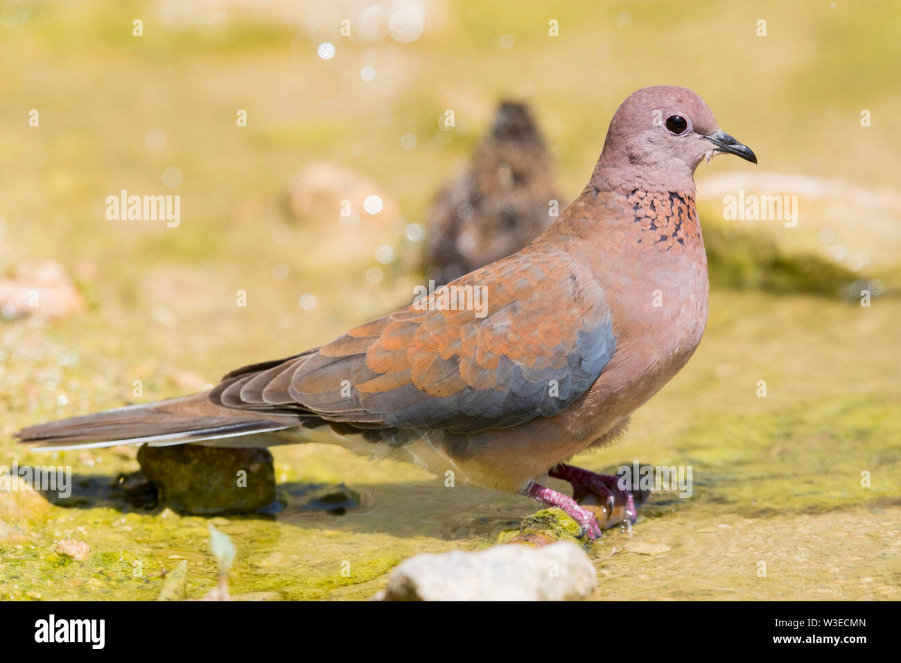Laughing Dove (Streptopelia senegalensis), side view of an adult standing in a poll, Dhofar, Oman Stock Photo