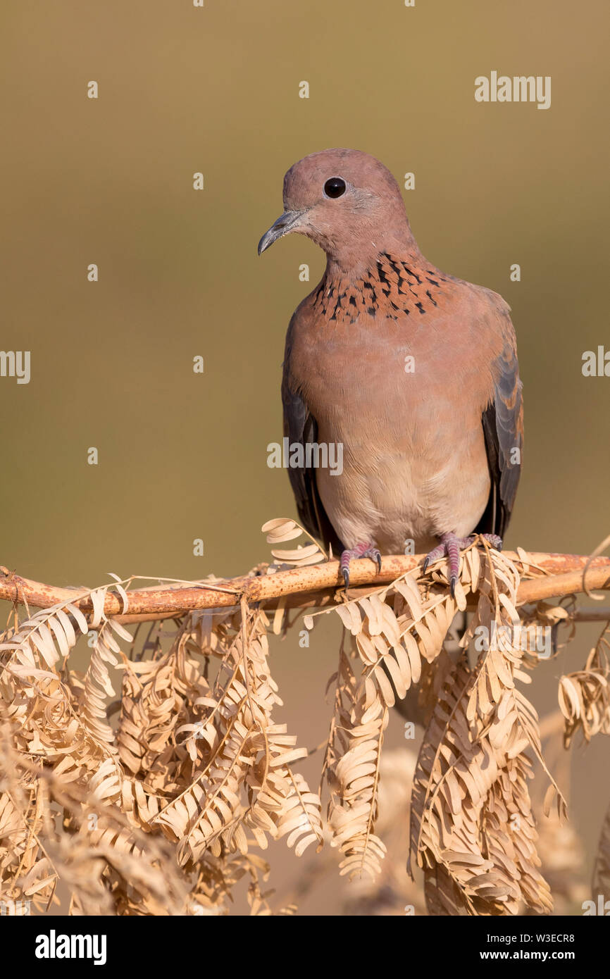 Laughing Dove (Streptopelia senegalensis), adult perched on a branch, Dhofar, Oman Stock Photo