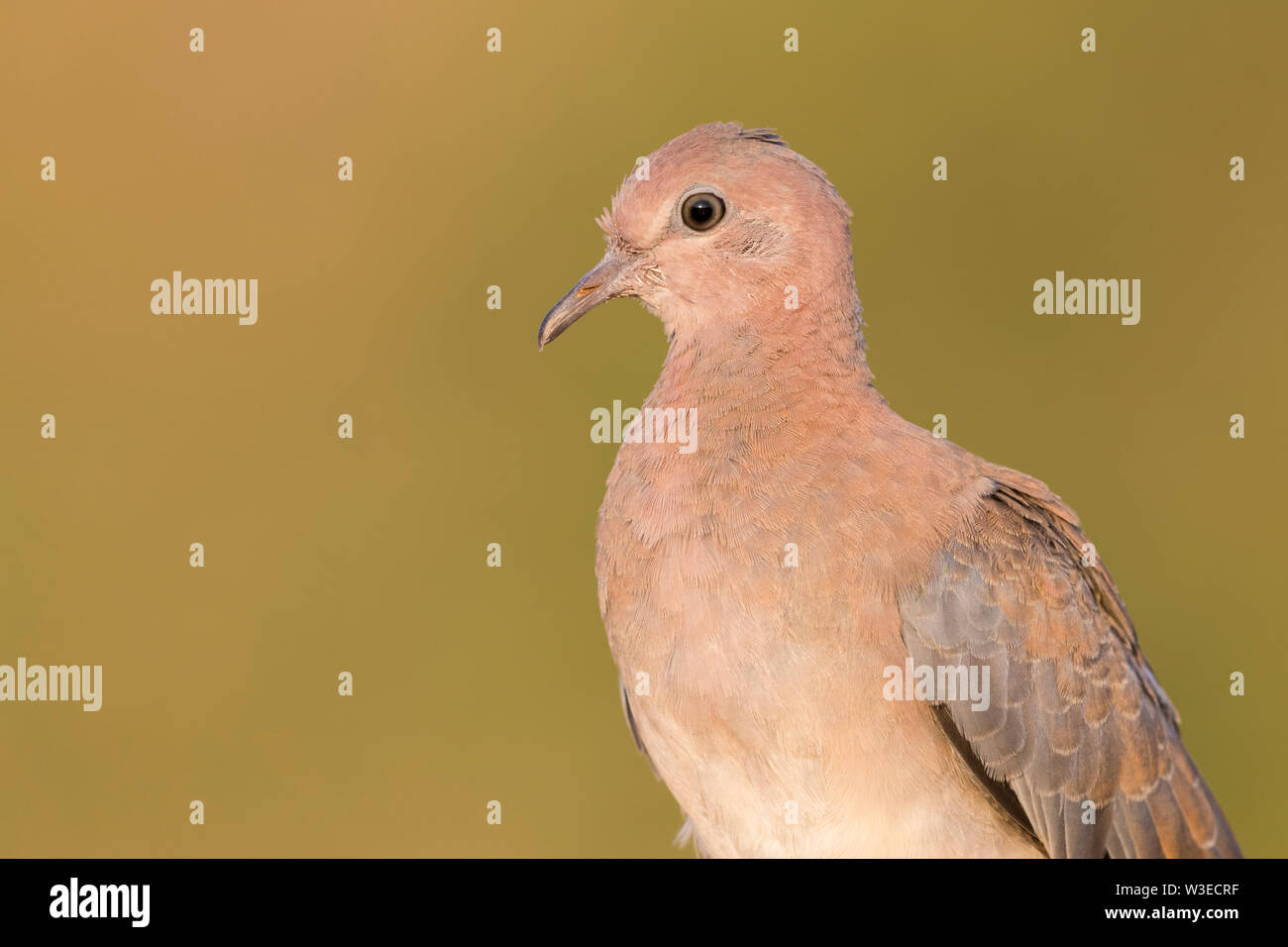 Laughing Dove (Streptopelia senegalensis), close-up of a juvenile, Dhofar, Oman Stock Photo