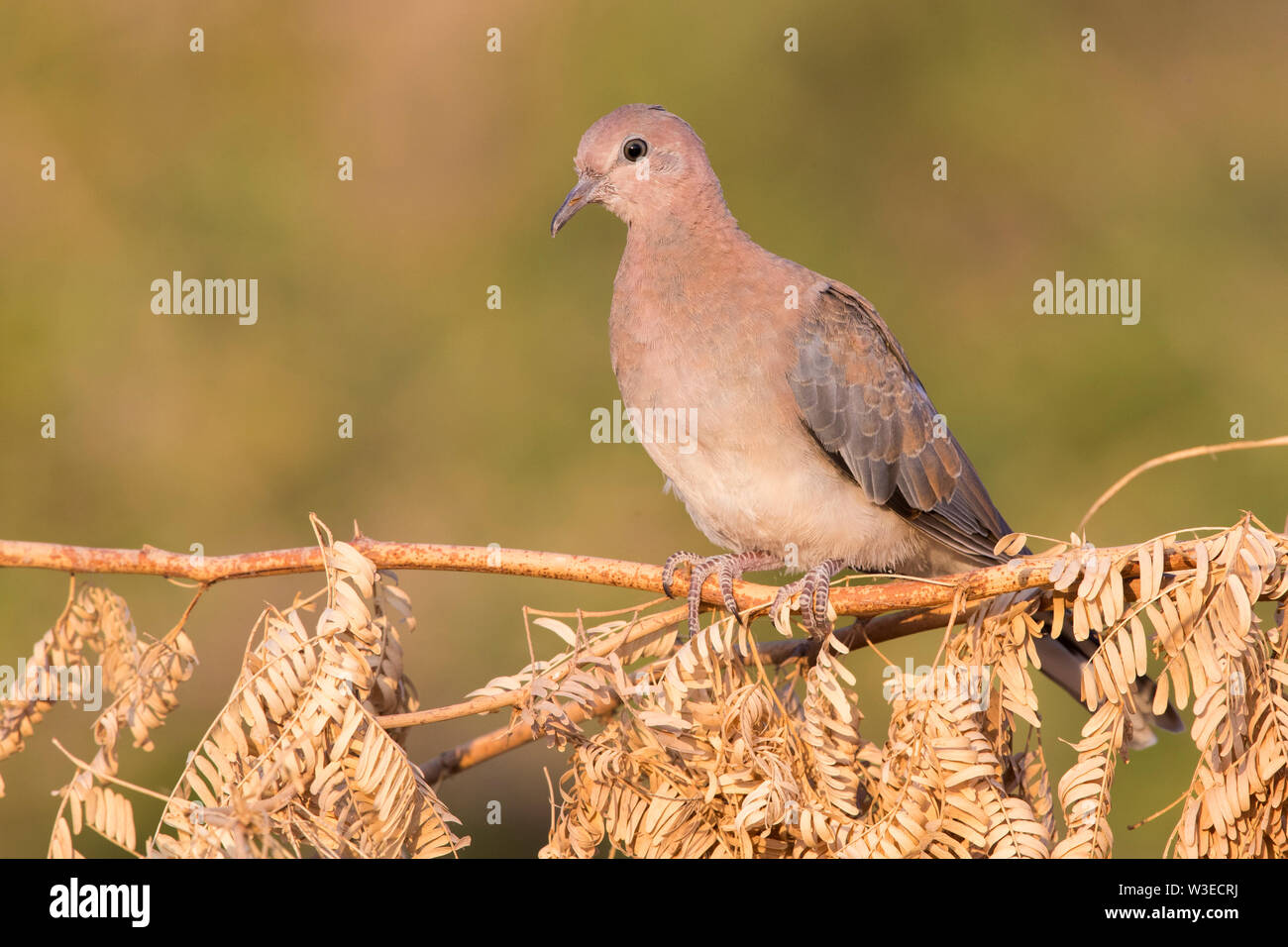 Laughing Dove (Streptopelia senegalensis), juvenile perched on a branch, Dhofar, Oman Stock Photo