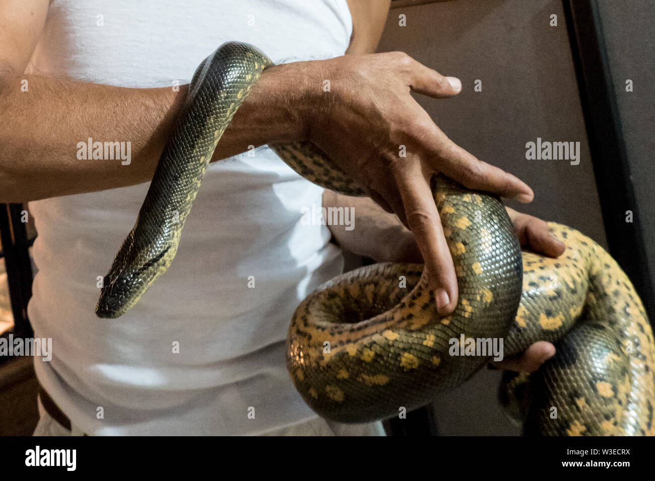 Karmei Yosef, Israel. 15th July, 2019. Israeli snake handler, breeder