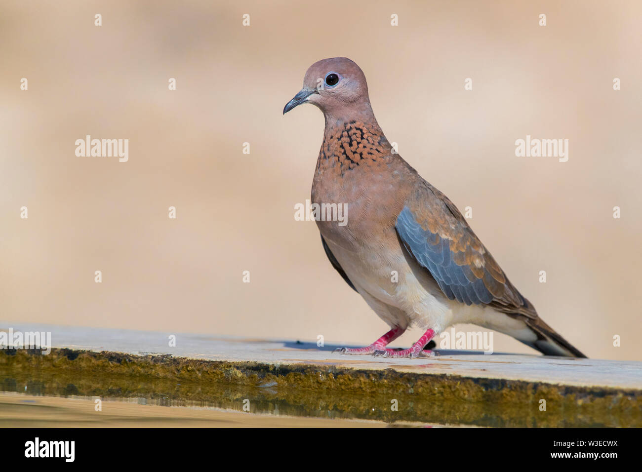Laughing Dove (Streptopelia senegalensis cambayensis), adult standing on the edge of a drinking pool, Dhofar, Oman Stock Photo