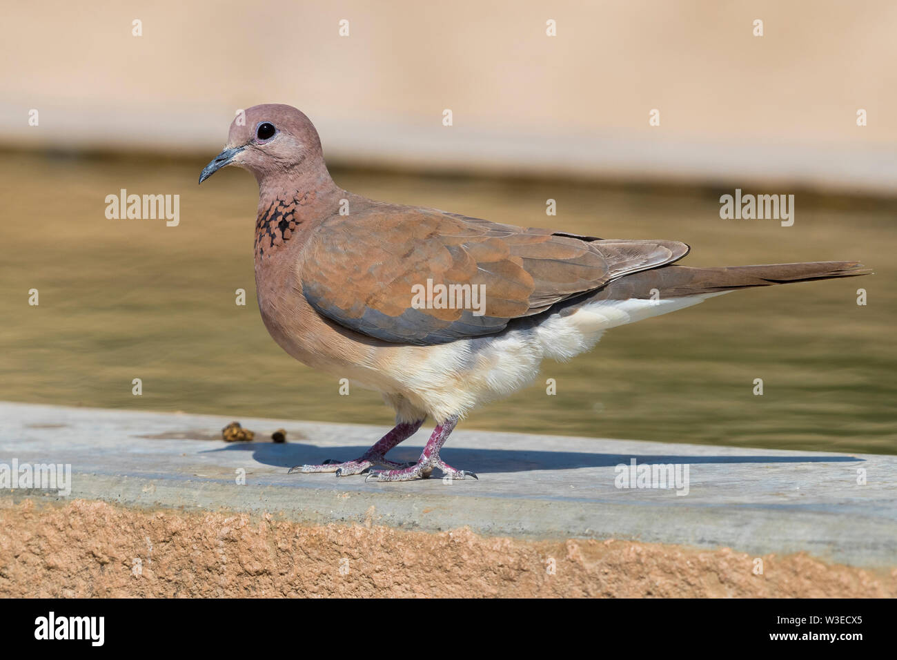 Laughing Dove (Streptopelia senegalensis cambayensis), adult standing on the edge of a drinking pool, Dhofar, Oman Stock Photo