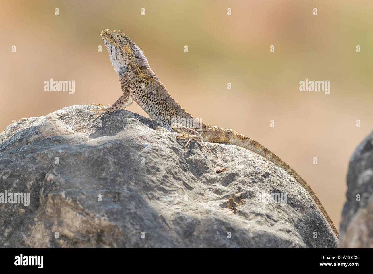 Yellow-spotted Agama (Trapelus flavimaculatus), sida view of an individual standing on a rock, Dhofar, Oman Stock Photo