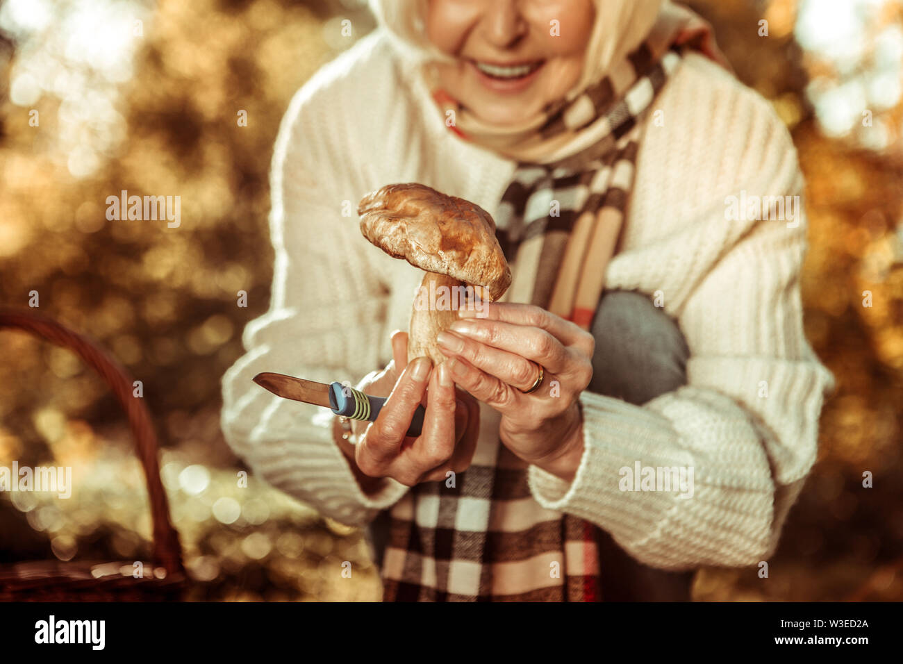 Big wild mushroom in the hands of a woman. Stock Photo