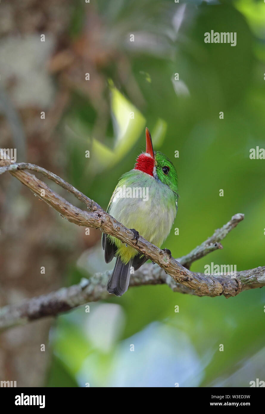 Jamaican Tody (Todus todus) adult perched on branch looking up, endemic Jamaican species  Marshall's Pen, Jamaica                 March Stock Photo