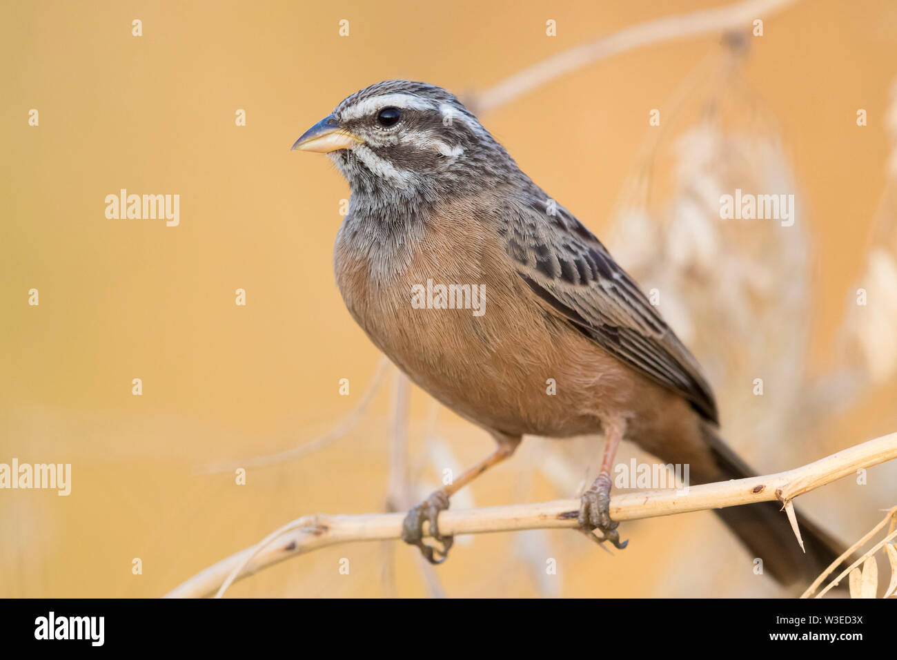 Cinnamon-breasted Bunting ( Emberiza tahapisi), adult female perched on a branch, Dhofar, Oman Stock Photo