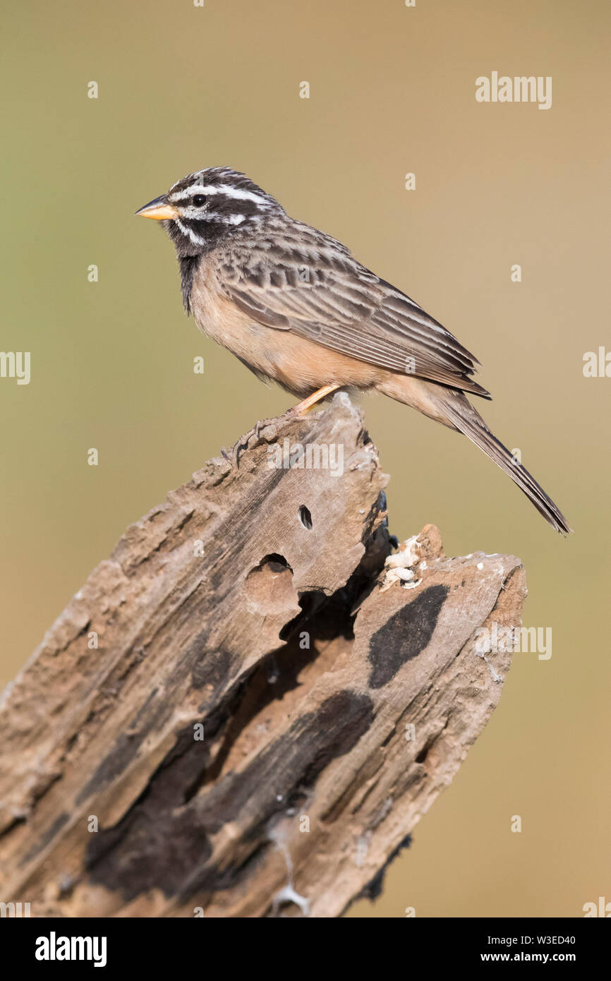 Cinnamon-breasted Bunting ( Emberiza tahapisi), adult male perched on an old trunk Stock Photo