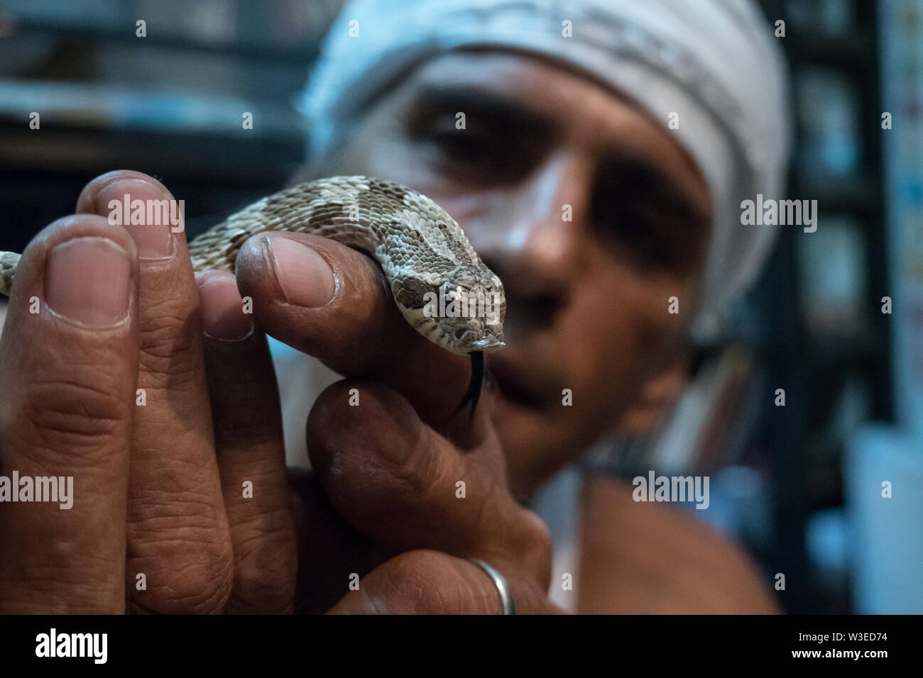 Karmei Yosef, Israel. 15th July, 2019. Israeli snake handler, breeder and catcher RAFAEL YIFRACH, 52, handles a Hognose Snake in his home in Karmei Yosef. Yifrach has been intrigued by snakes since he was seven years old, he’s been bitten by venomous snakes 18 times and currently grows and breeds some 300 non venomous snakes. World Snake Day is celebrated 16th July contributing to the cause of conservation of a sometimes dangerous but mostly misrepresented reptile. Credit: Nir Alon/Alamy Live News. Stock Photo