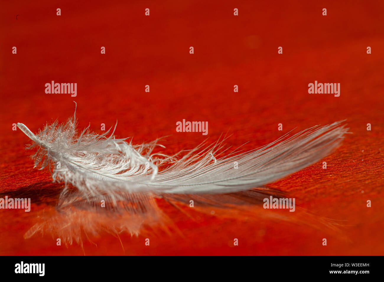 close-up of a white feather lying on a red surface Stock Photo