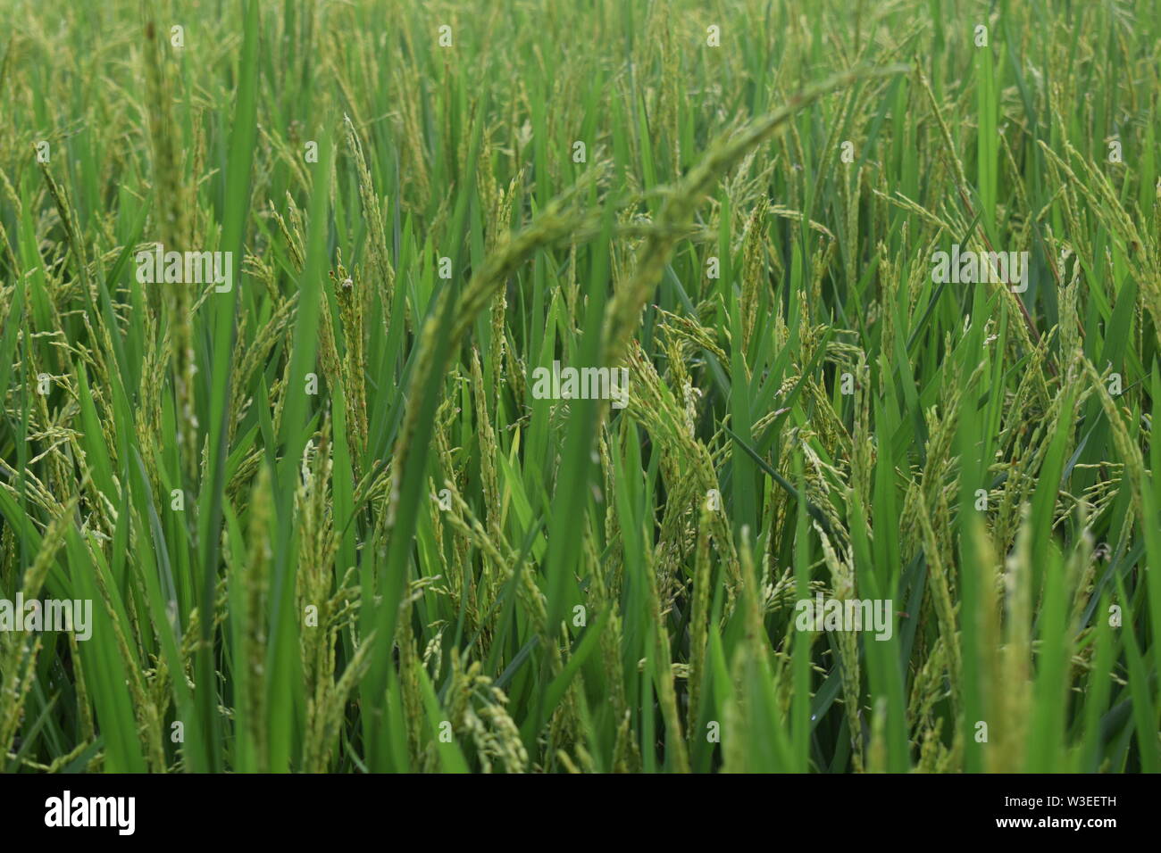 Most beautiful paddy filed Stock Photo