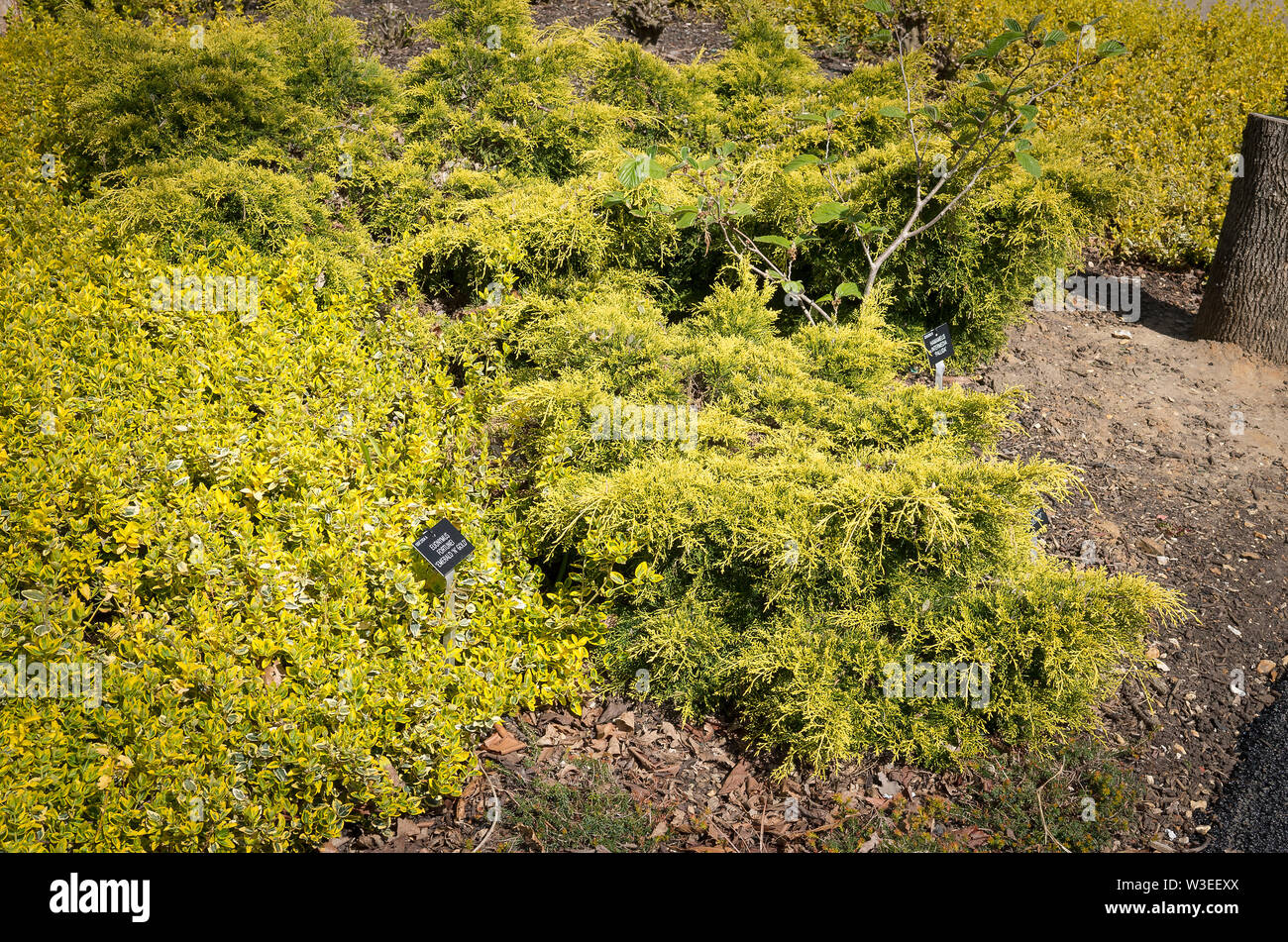 Prostrate evergreen shrubs provide lasting colour in a simple garden design Stock Photo
