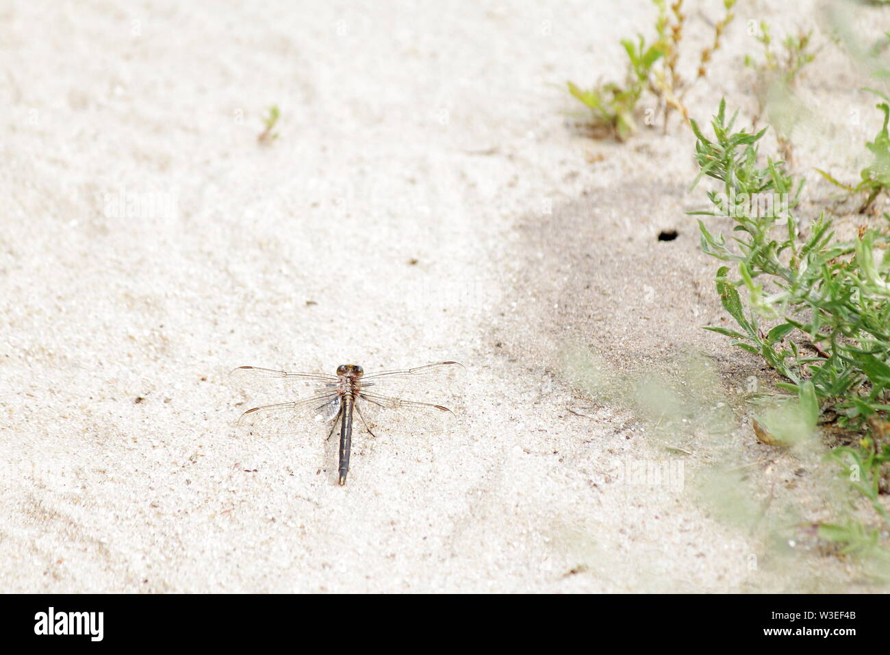 Brown dragonfly resting on light colored sand Stock Photo