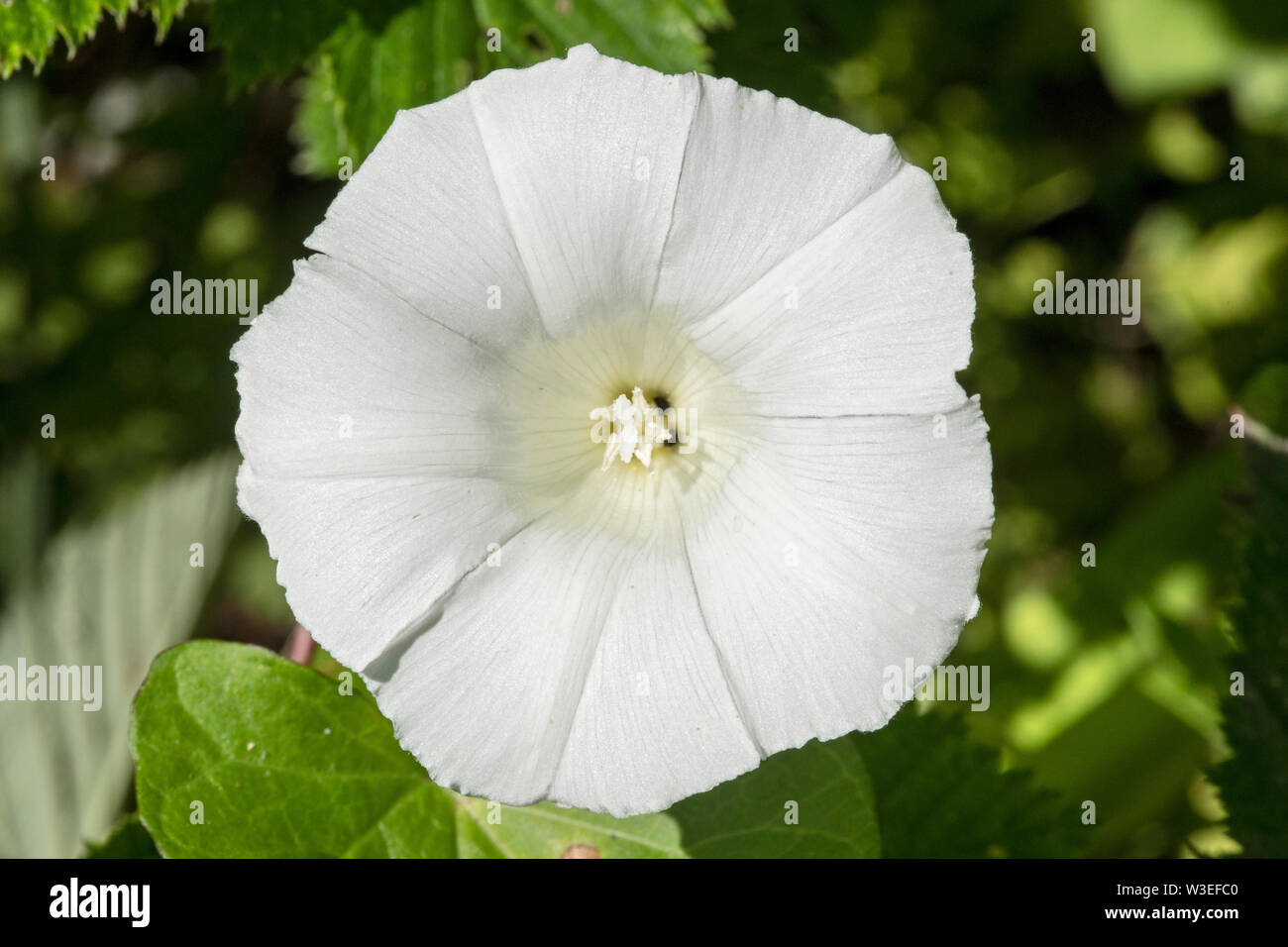 Tree Bindweed High Resolution Stock Photography and Images - Alamy
