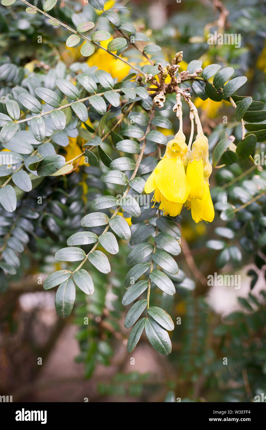 Sophoro Microphylla Sun King in flower in May Stock Photo