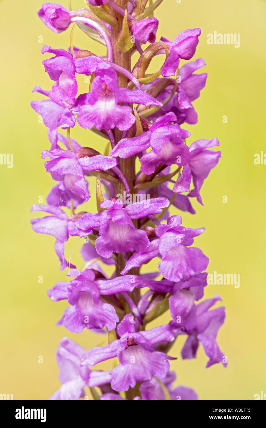 fragrant orchid, Beeston Common, Norfolk, United Kingdom 8 July 2019 Stock Photo