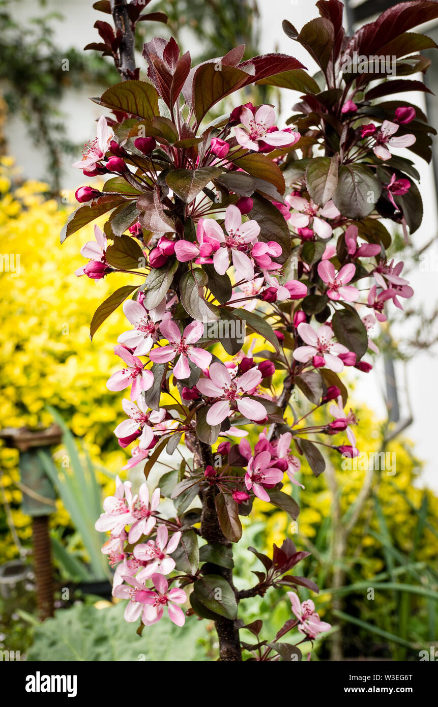 Pale pink and red flowers on young ornamental crab apple tree with dark green red-tinged leaves (Malus toringo Aros) Stock Photo