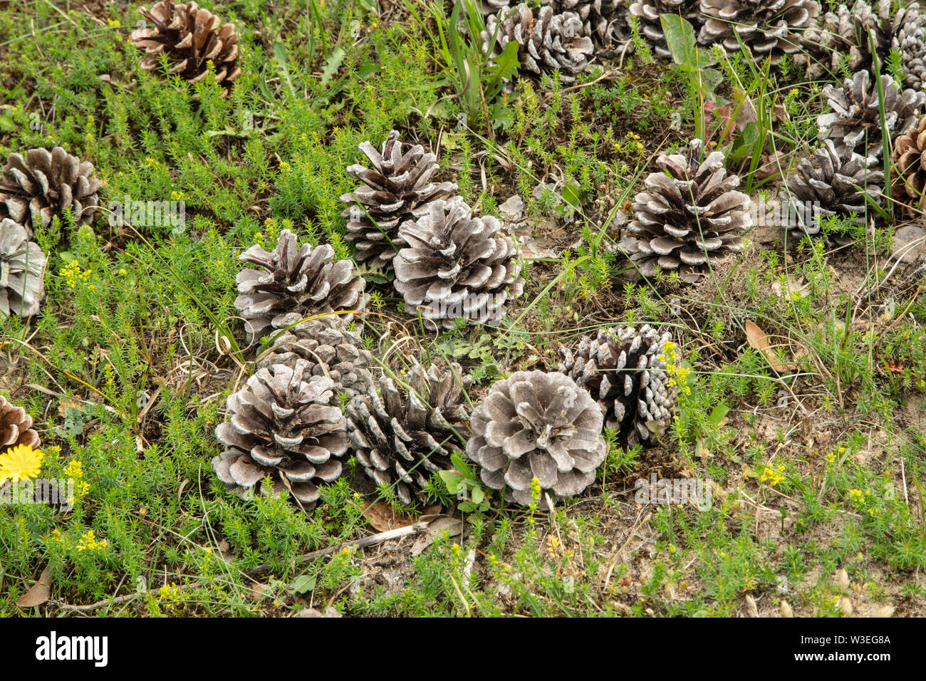 Scots Pine Seed Cone High Resolution Stock Photography And Images Alamy Scots Pine Seed Cone High Resolution Stock Photography And Images Alamy