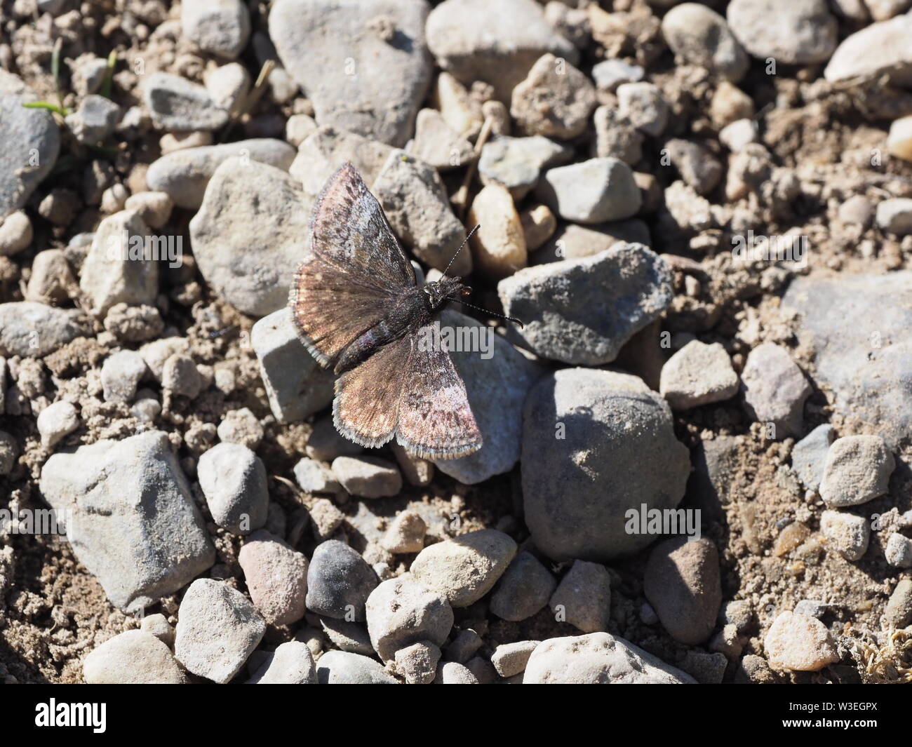 persius duskywing butterfly Stock Photo