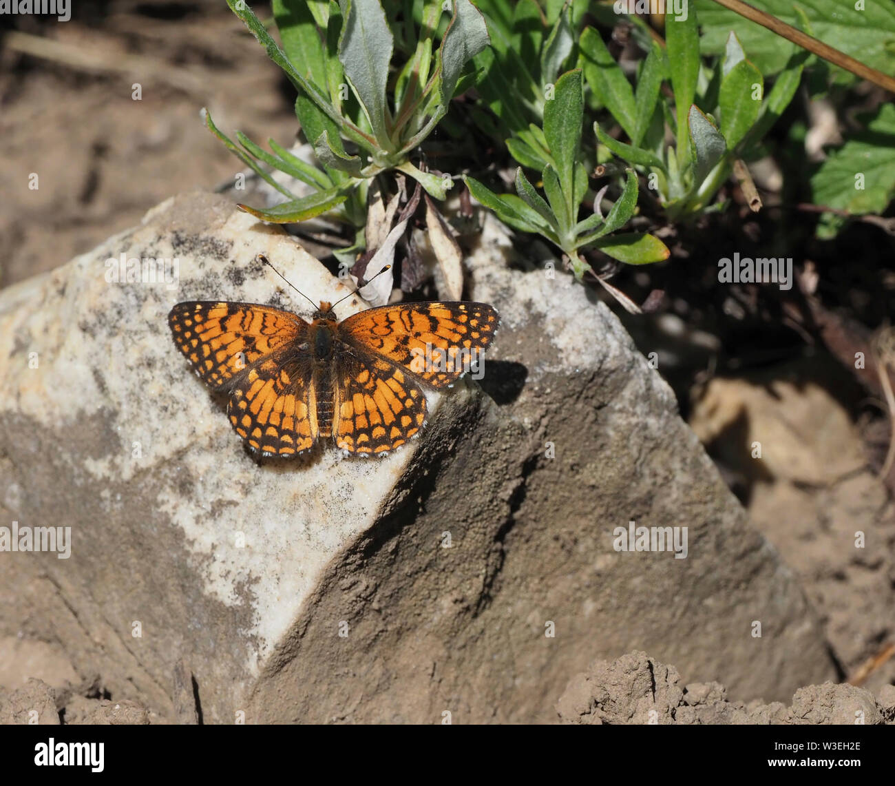 northern checkerspot butterfly Stock Photo