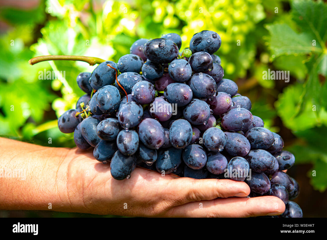 Table Grape Bunch Ripe New harvest of blue, purple or red wine or table grape, hand holding ...